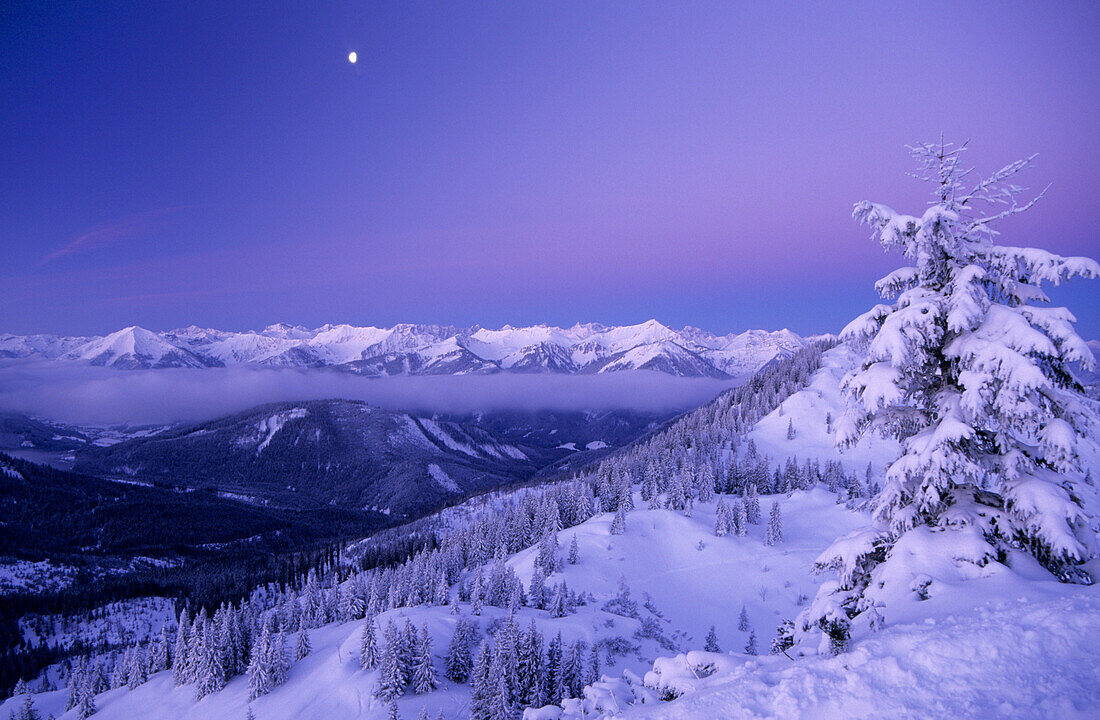 tief verschneite Winterlandschaft mit Fichten am Schildenstein mit Karwendelgebirge im Hintergrund, Bayerische Alpen, Oberbayern, Bayern, Deutschland