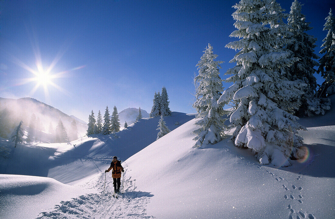 tief verschneite Winterlandschaft mit Fichten am Schildenstein mit Skitourengeher im Gegenlicht, Bayerische Alpen, Oberbayern, Bayern, Deutschland