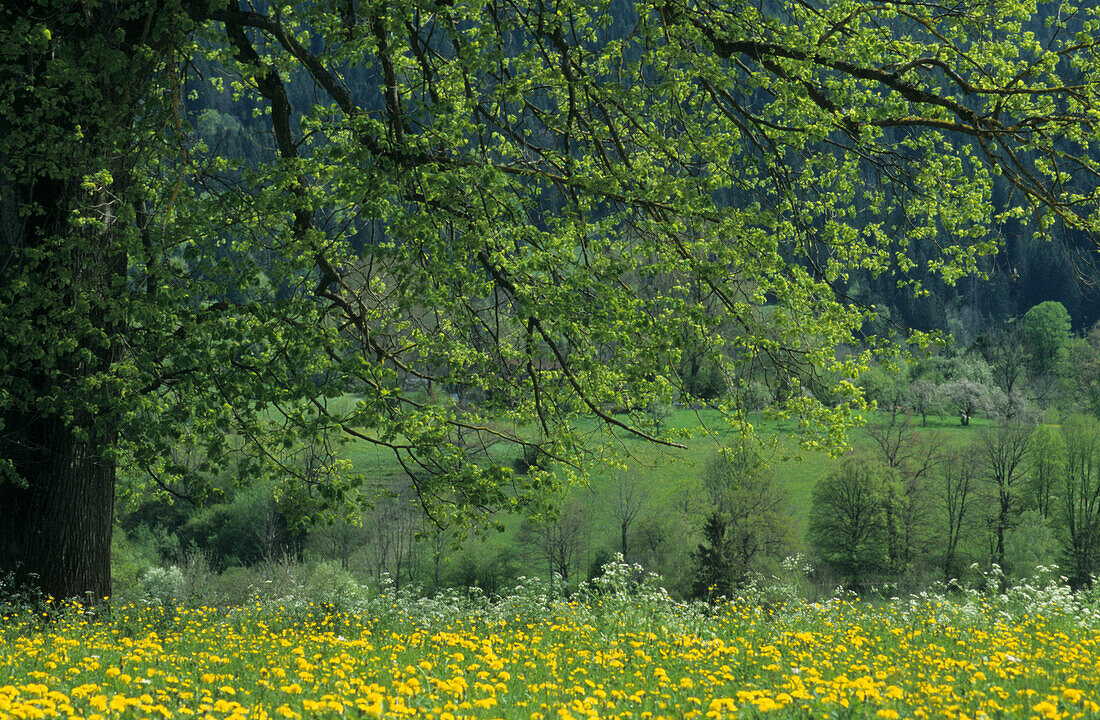 Laubbaum auf einer Löwenzahnwiese im Frühling, Fischbachau, Oberbayern, Bayern, Deutschland