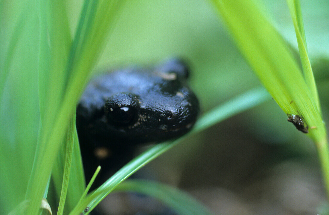 mountain salamander luring for prey