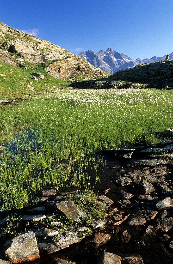 kleiner See mit Wollgras und Seelenkogel im Hintergrund, Texelgruppe, Südtirol, Italien