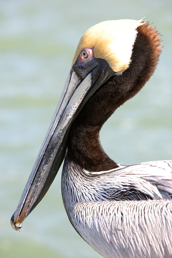 Pelikan, Florida, USA