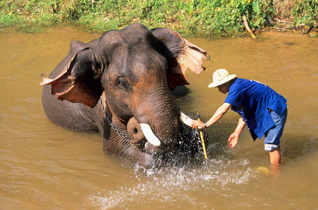 Elephant getting his teeth cleaned in an elephant camp north of Chiang Mai, Thailand