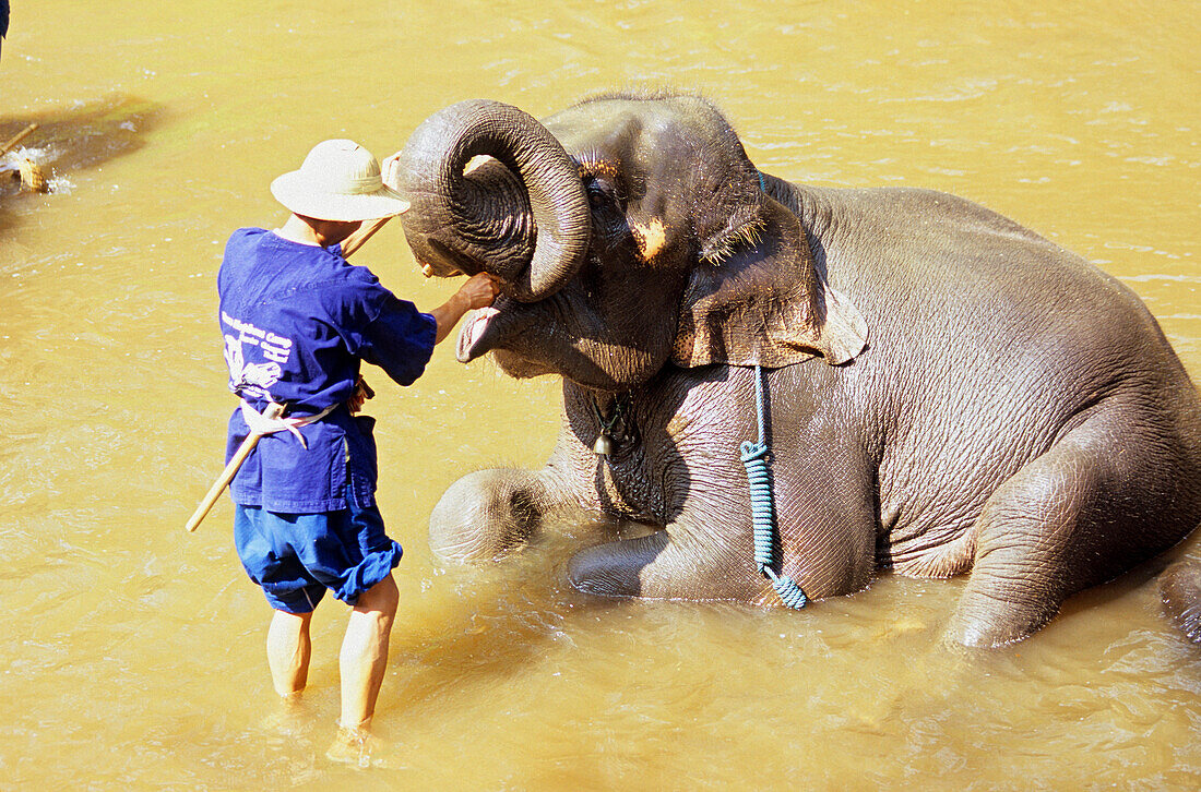 Elefant bekommt in einem Elefanten Camp nördlich von Chiang Mai seine Zähne geputzt, Thailand