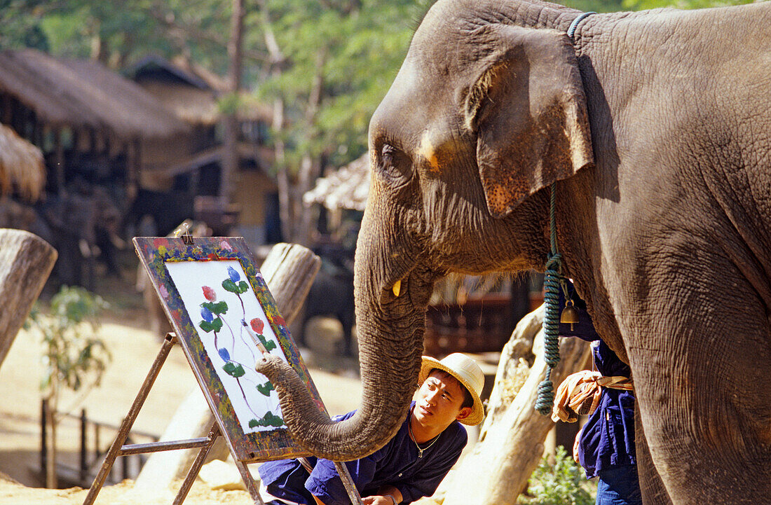 Malender Elefant in einem Elefanten Camp nördlich von Chiang Mai, Thailand