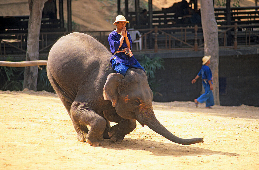 Elefant macht einen Knicks in einem Elefanten Camp nördlich von Chiang Mai, Thailand