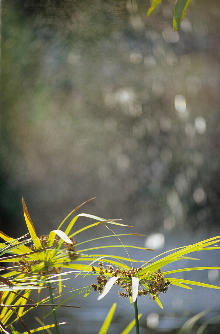 Papyrus und Reflektionen von Wasser, Chiang Mai, Thailand