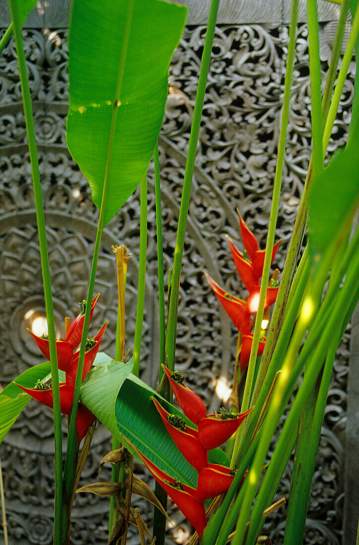 Heliconia with an old woodcarved door
