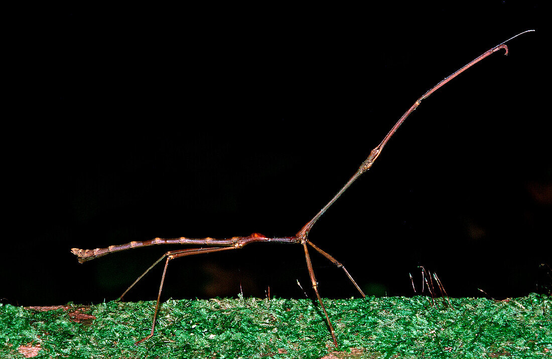 Stick-insect , Phasmatidea, Phamida, Borneo, Sarawak, Gunung Mulu NP, Malaysia