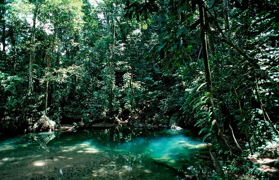 Freshwater spring in rainforest, Borneo, Sarawak, Gunung Mulu NP, Malaysia