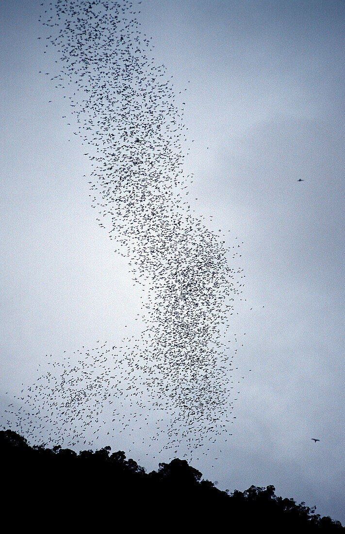 Bat Exodus from Deer Cave, Chordata / Chiroptera, Malaysia, Borneo, Sarawak, Gunung Mulu NP