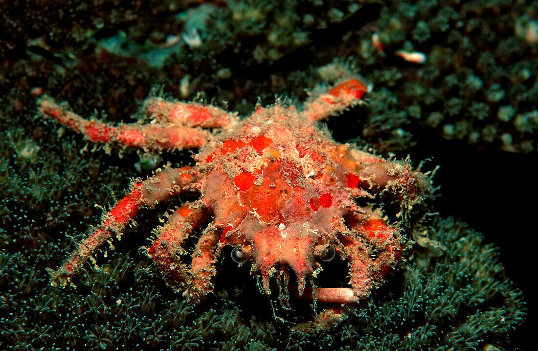 Spinnenkrabbe, Schizophrys aspera, Suedchinesisches Meer, Malaysia