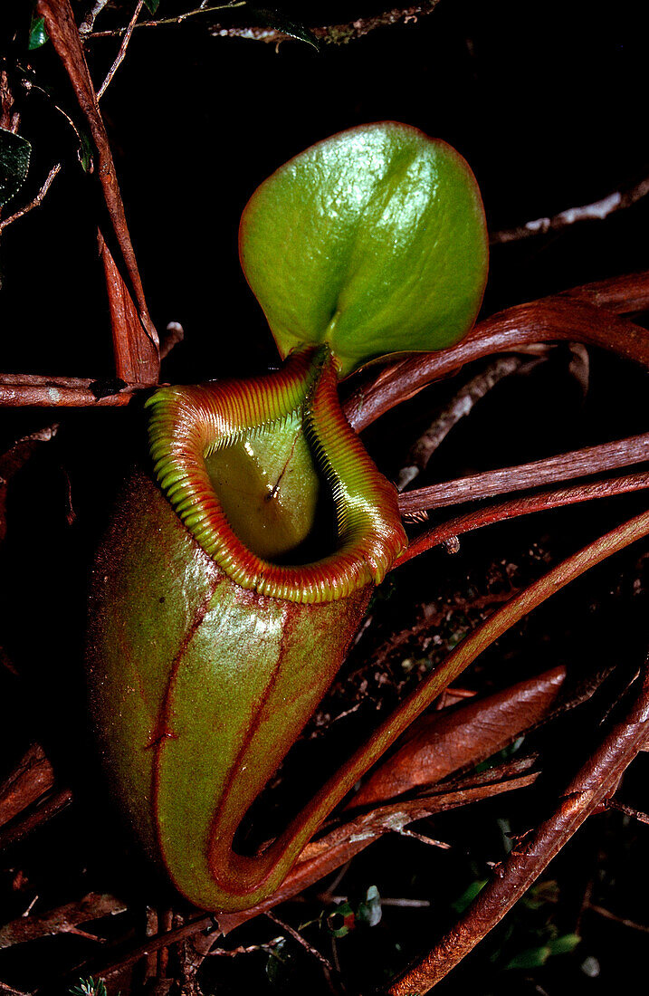 Kannenpflanze, Nepenthes tentaculata, Borneo, Sarawak, Gunung Mulu NP, Malaysia