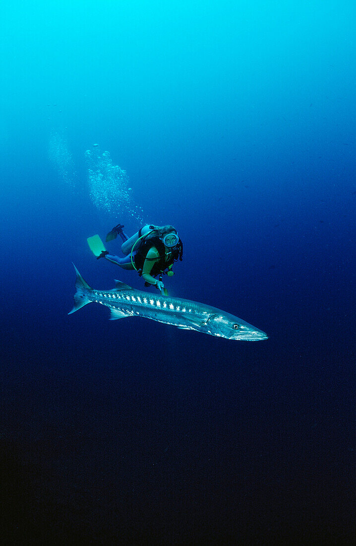 Grosser Barrakuda und Taucher, Sphyraena barracuda, Indonesien, Bali, Indischer Ozean