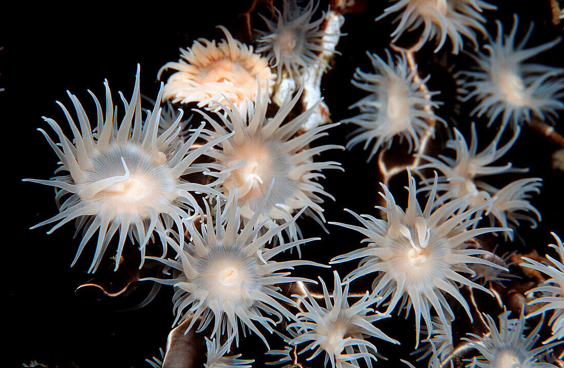 Colonial anemone, Amphianthus sp., Bali, Indian Ocean, Indonesia