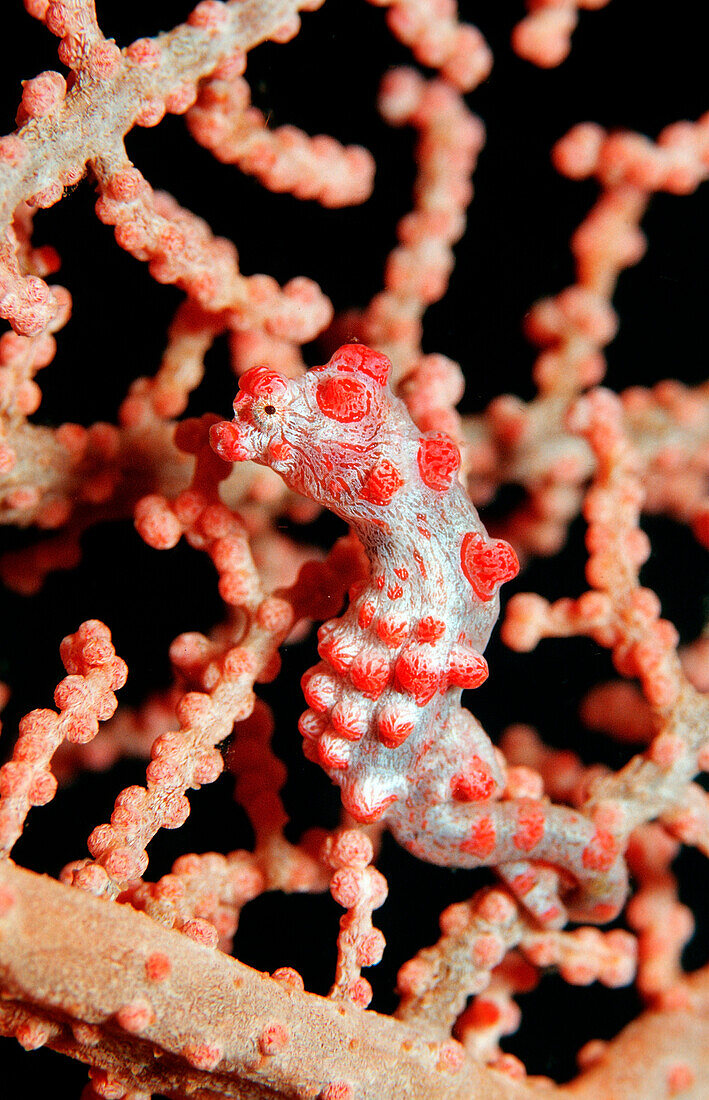 pygmy seahorse, Hippocampus bargibanti, Bali, Indian Ocean, Indonesia