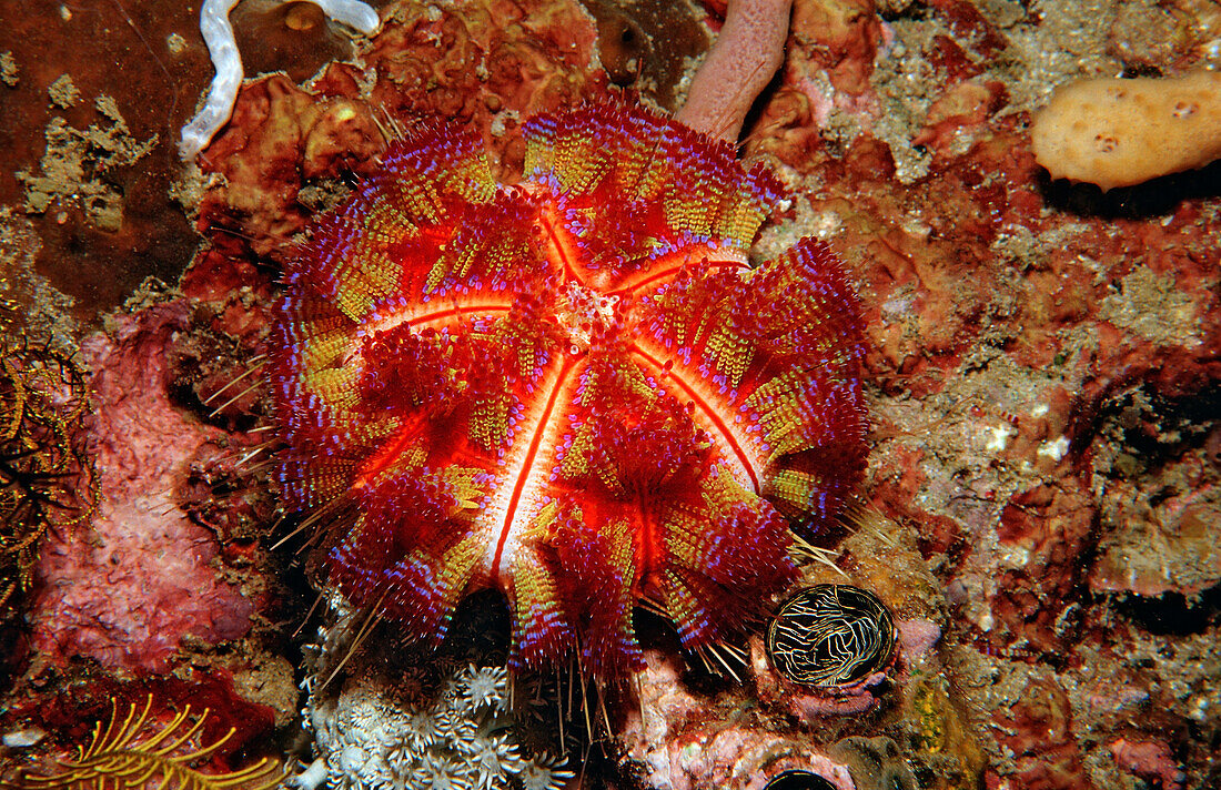 Sea urchin, Asthenosoma varium, Komodo National Park, Indian Ocean, Indonesia