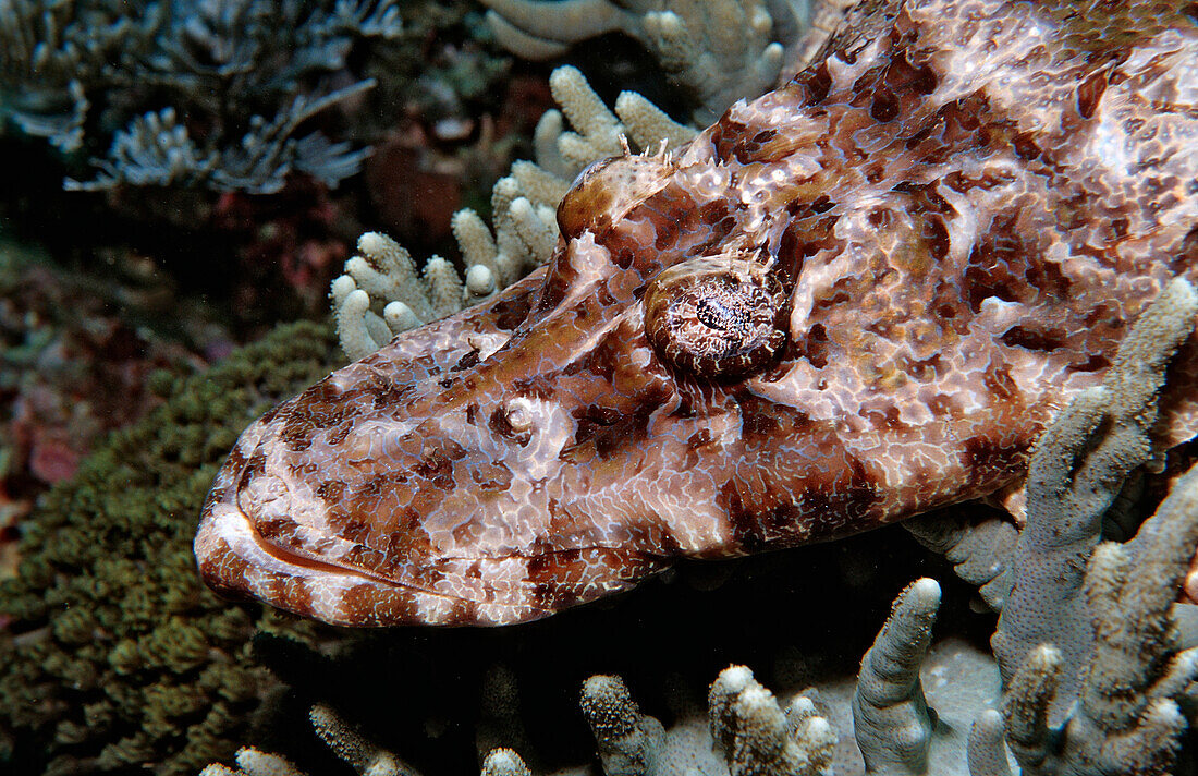 Braunwangen-Plattkopf, Cymbacephalus beauforti, Indonesien, Bali, Indischer Ozean