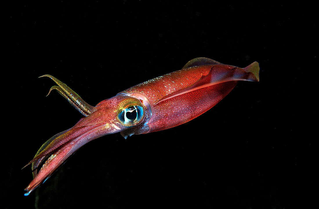 Reef squid at night, Sepioteuthis lessoniana, Indonesia, Bali, Indian Ocean