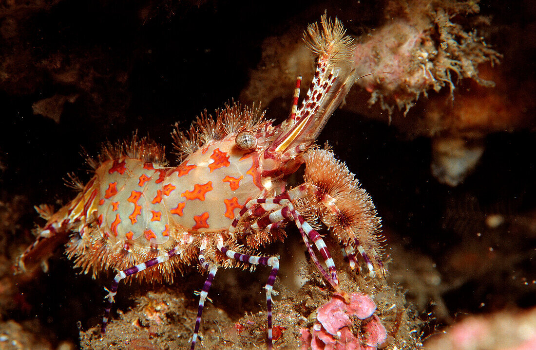 Marbled shrimp, Saron sp., Komodo National Park, Indian Ocean, Indonesia