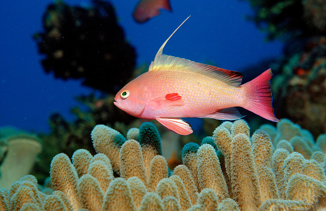 Lyretail anthias, Pseudanthias squamipinnis, Bali, Indian Ocean, Indonesia