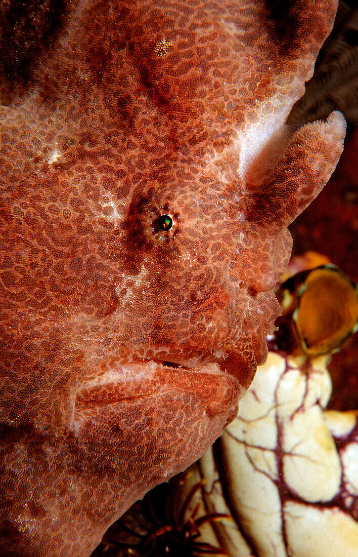 Giant frogfish, Antennarius commersonii, Indonesia, Bali, Indian Ocean