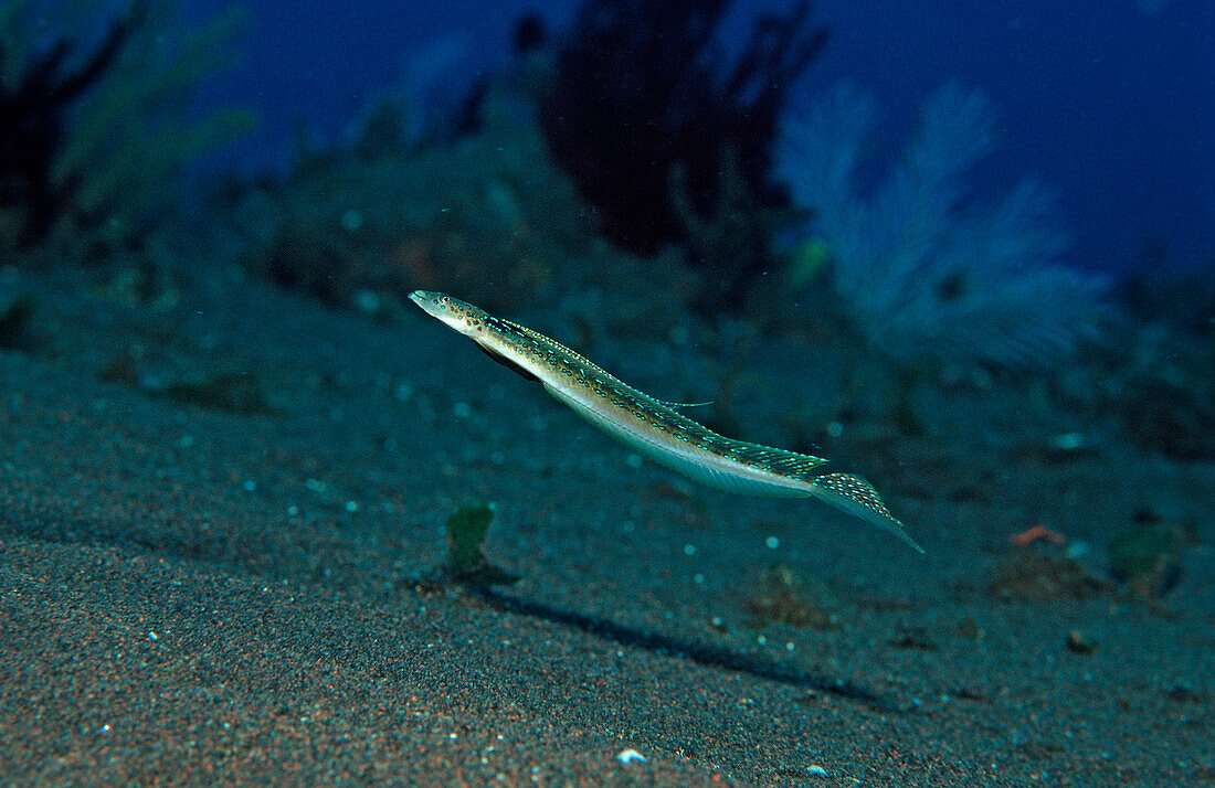 Langstrahlen-Sandtaucher, Trichonotus elegans, Bali, Indischer Ozean, Indonesien