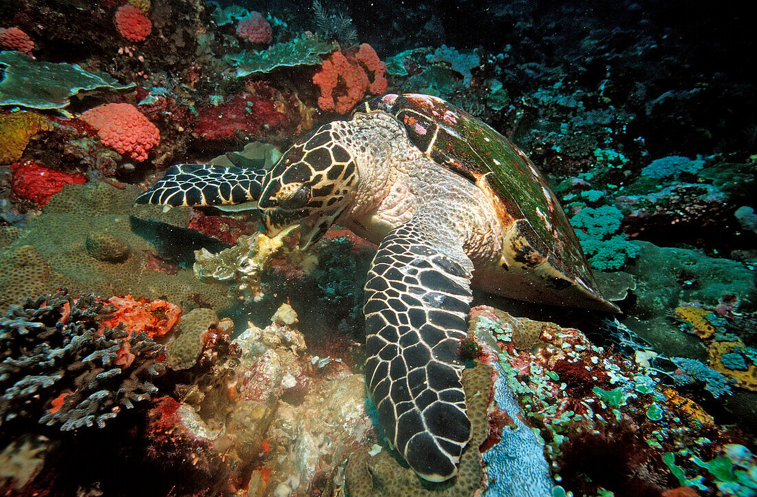 Karettschildkroete frisst Schwamm, Eretmochelys imbricata, Bali, Indischer Ozean, Indonesien