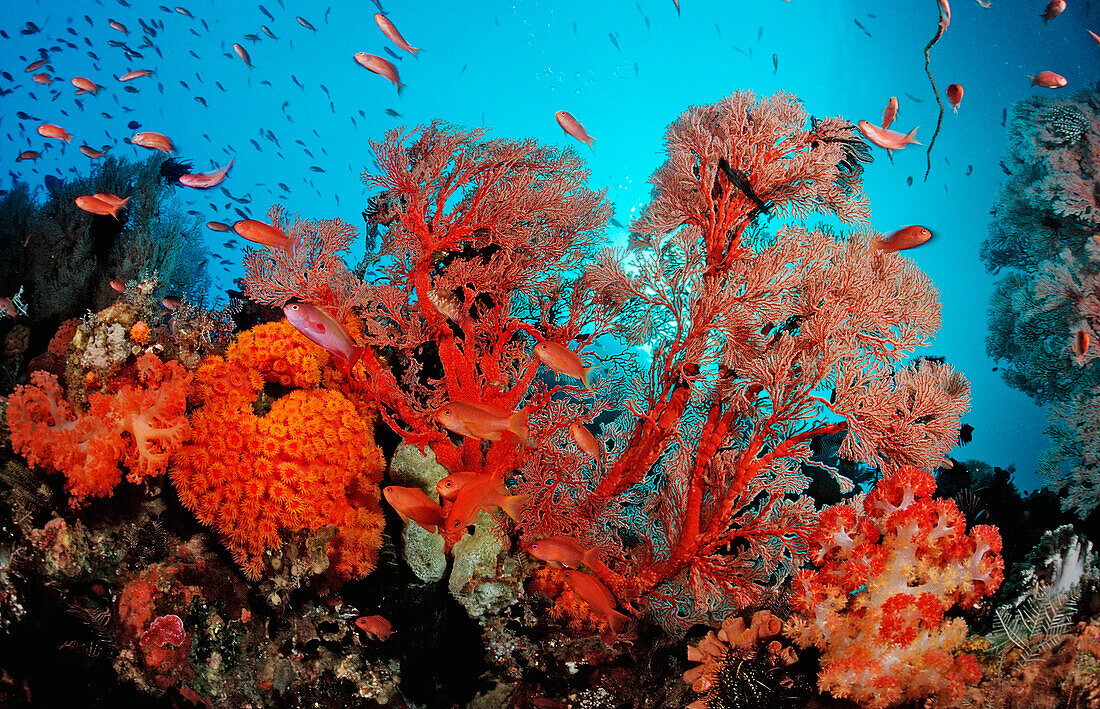 Colorful coral reef, Bali, Indian Ocean, Indonesia