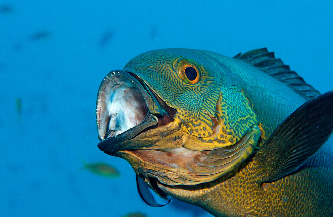 Cleaner wrasse cleaning Black and white snapper, Labroides dimidiatus, Macolor macularis, Indian Ocean, Ari Atol, Maldives Island