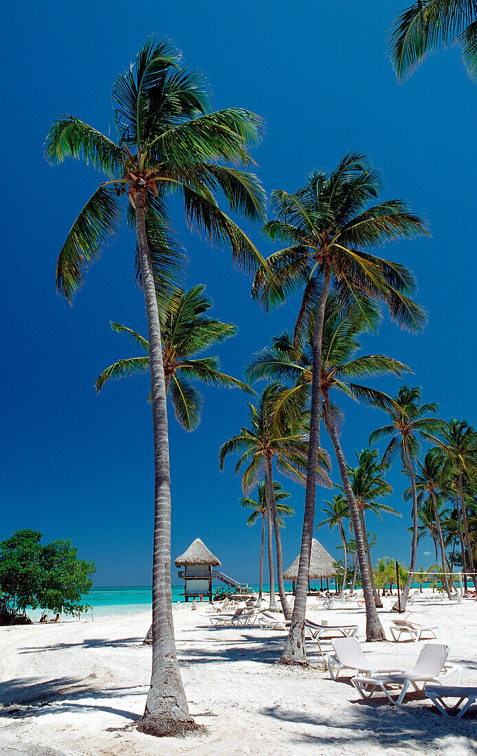 Sandy beach, Punta Cana, Caribbean, Dominican Republic