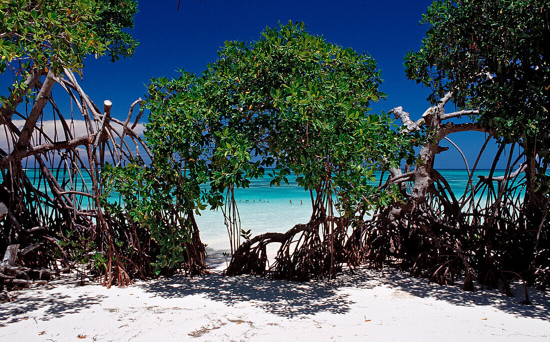 Mangroven und tuerkisfarbenes Meer, Punta Cana, Karibik, Dominikanische Republik