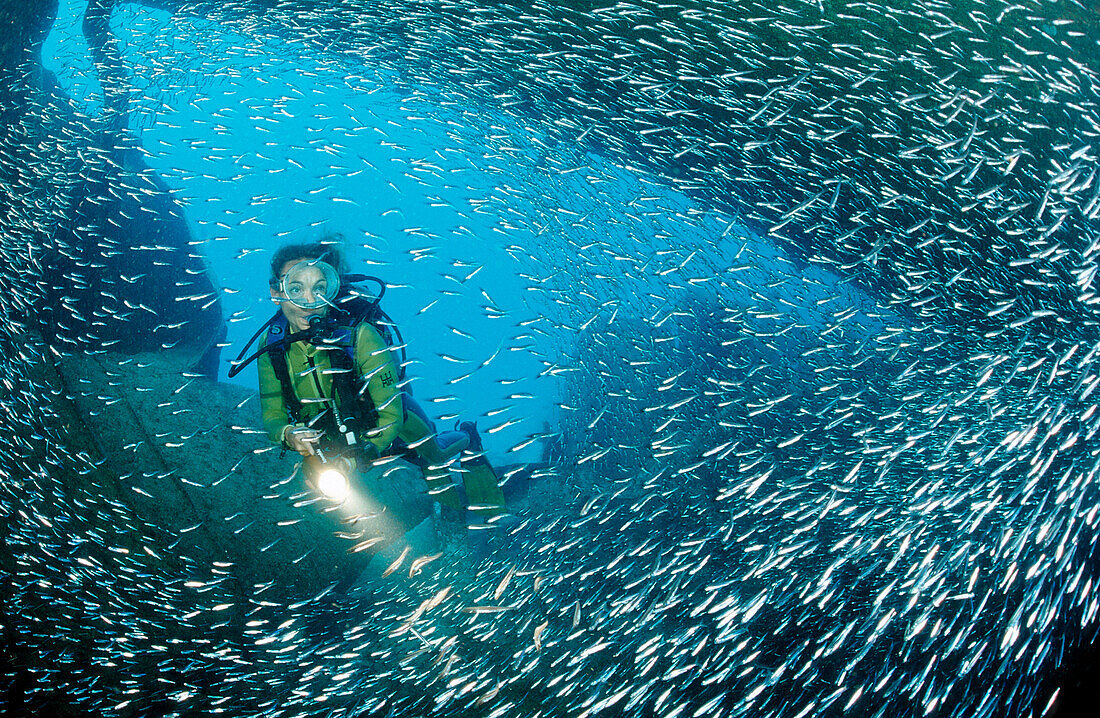 Scuba diver in ship wreck Patricia, Parapriacanthus ransonneti, Punta Cana, Caribbean Sea, Dominican Republic