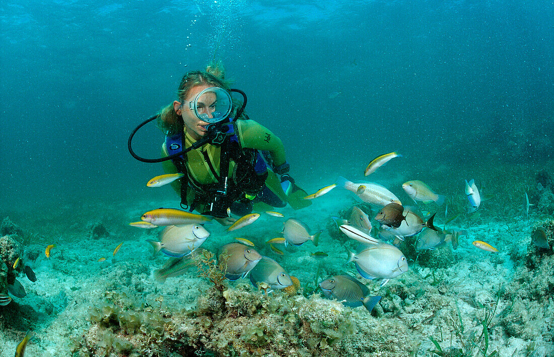 Surgeonfishes and scuba diver, Ancanthurus chirurgus, Punta Cana, Caribbean Sea, Dominican Republic