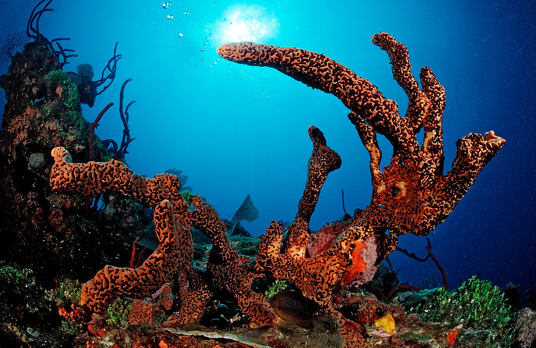 Caribbean Sponge , Aplysinia lacunosa , Dominican Republic, Catalina, Caribbean Sea