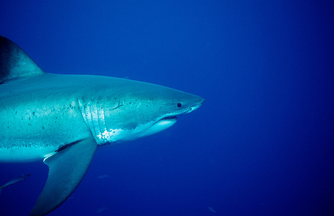 Great White Shark, Carcharodon carcharias, Australia, Dangerous Reef, Neptune Island