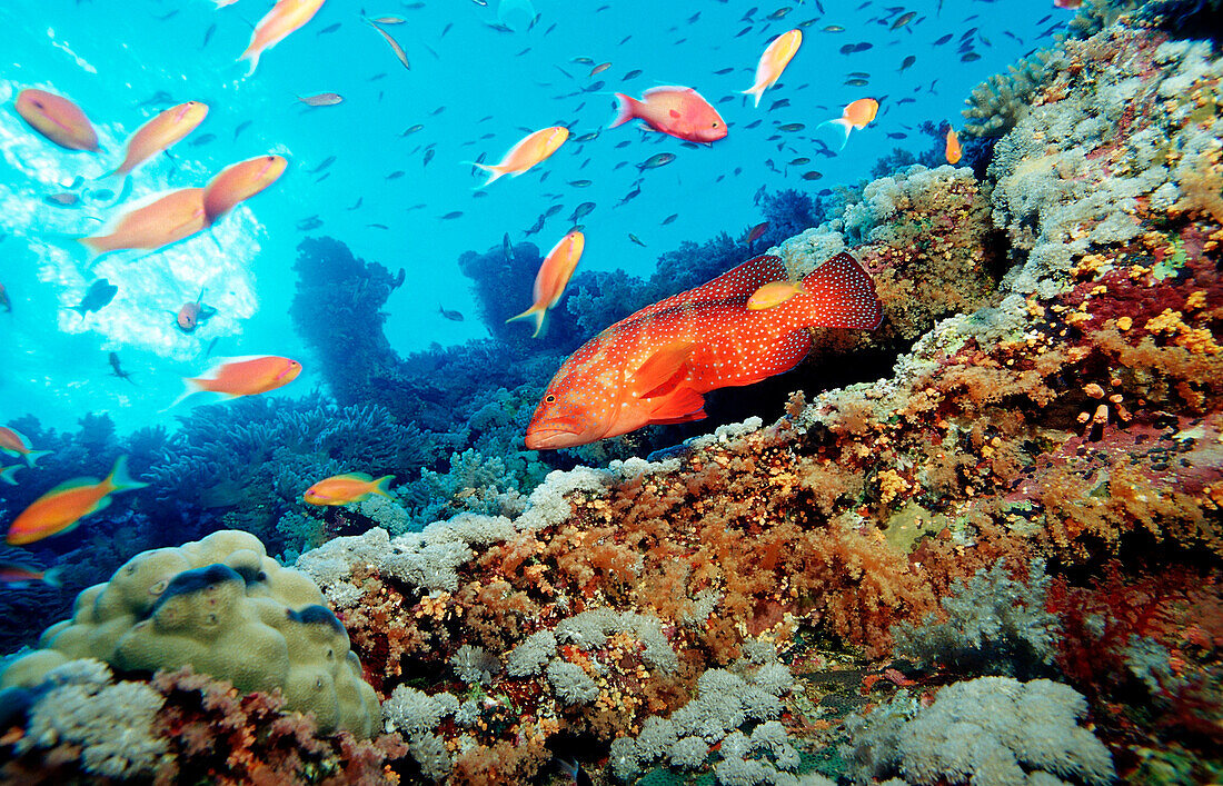 Coral grouper, Cephalopholis miniata, Egypt, Africa, Red Sea