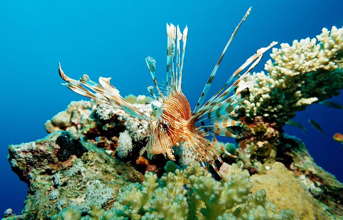 lionfish, turkeyfish, Pterois volitans, Egypt, Africa, Sinai, Sharm el Sheik, Red Sea