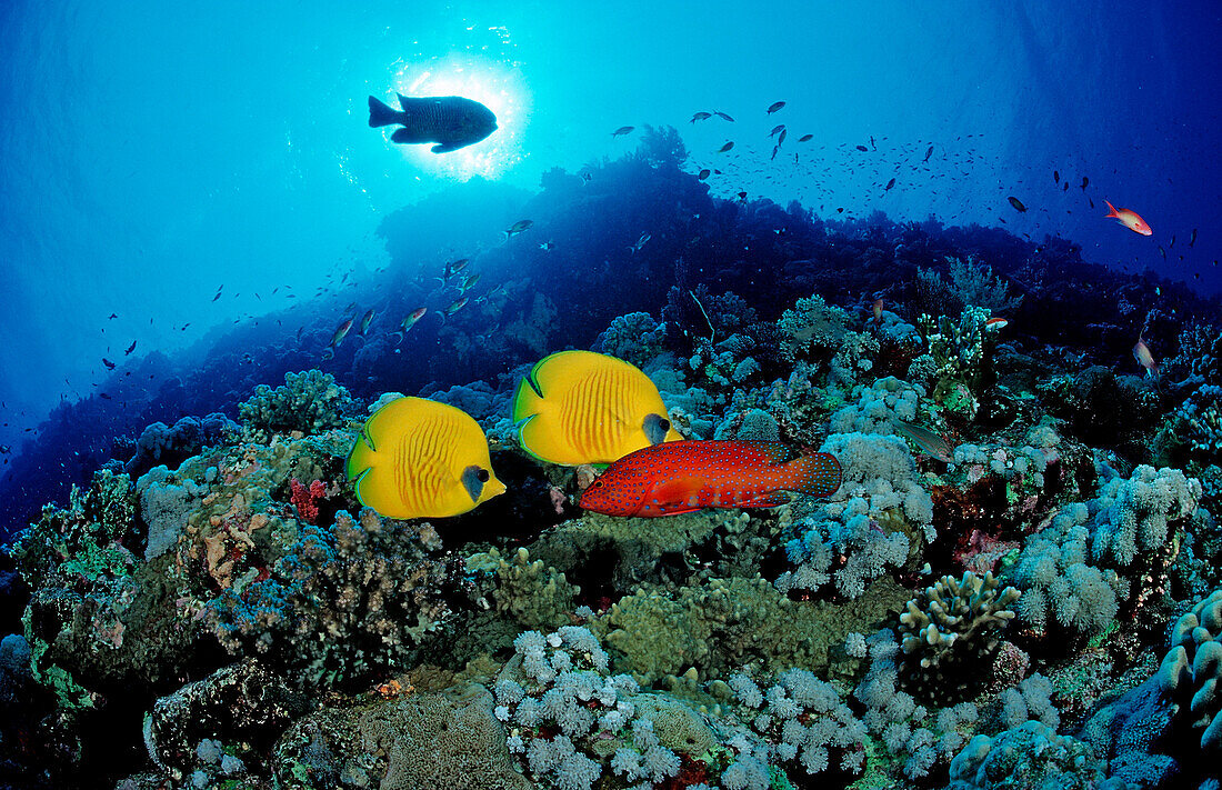 Masked Butterflyfish, Coral grouper, Chaetodon semilarvatus, Cephalopholis miniata, Egypt, Africa, Sinai, Sharm el Sheik, Red Sea