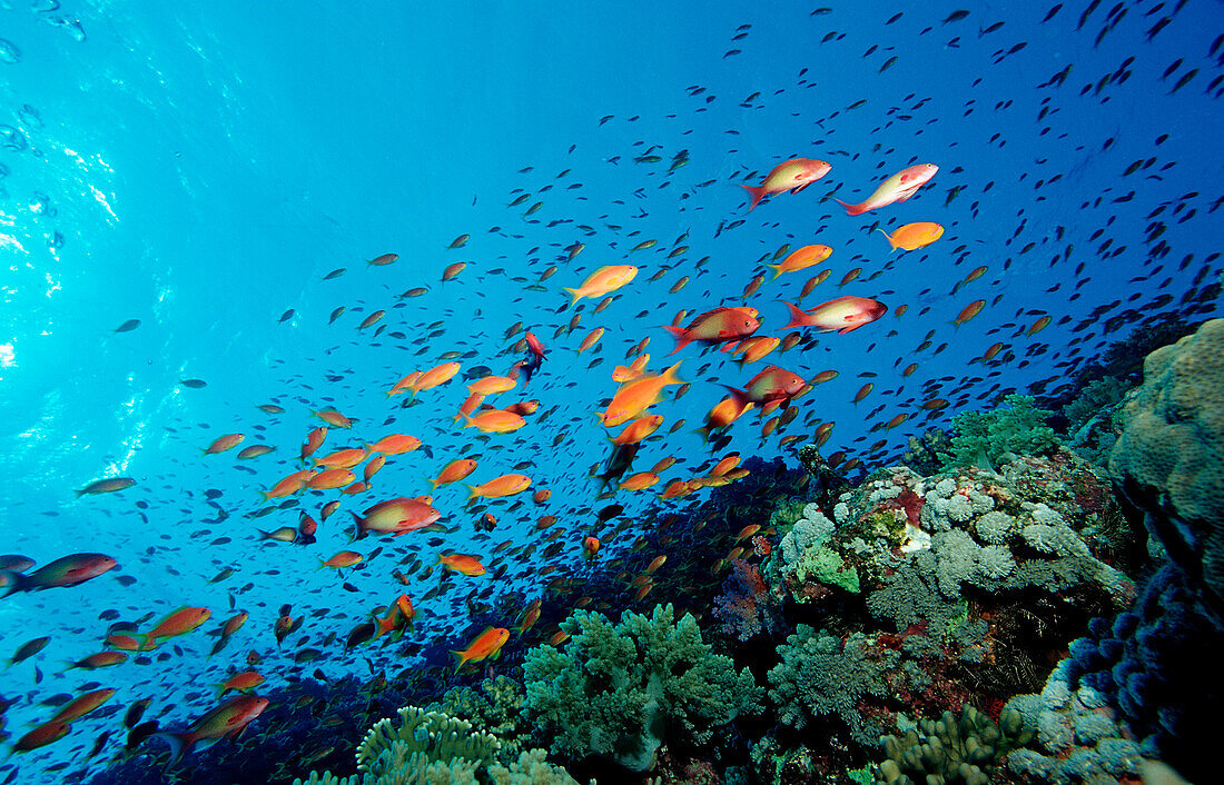 Haremsfahnenbarsche und Korallenriff, Pseudanthias squamipinnis, Ägypten, Aegypten, Afrika, Sinai, Sharm el Sheik, Rotes Meer