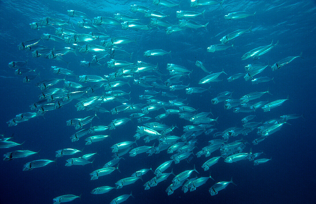 Grossmaul-Makrelen auf der Jagd, Rastrelliger kanagurta, Ägypten, Aegypten, Afrika, Sinai, Sharm el Sheik, Rotes Meer
