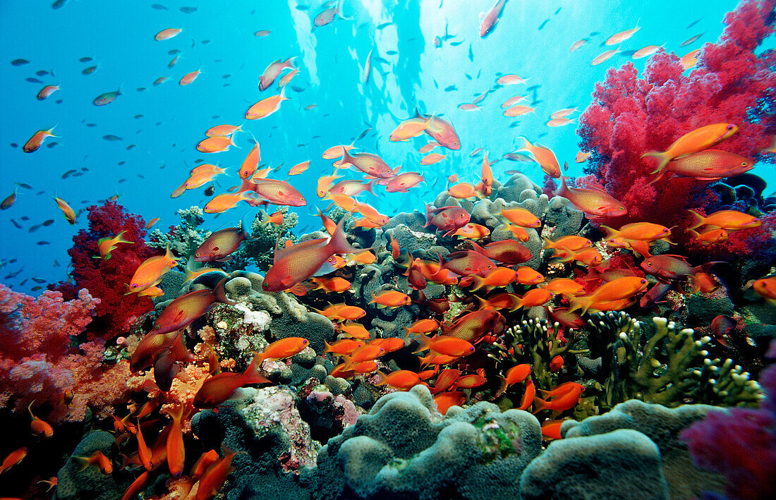 Harem Flag Basslet and coral reef, Pseudanthias squamipinnis, Egypt, Africa, Sinai, Sharm el Sheik, Red Sea