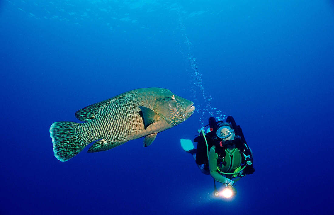Scuba diver and Humpback wrasse , Cheilinus undulatus, Egypt, Africa, Sinai, Dahab, Red Sea