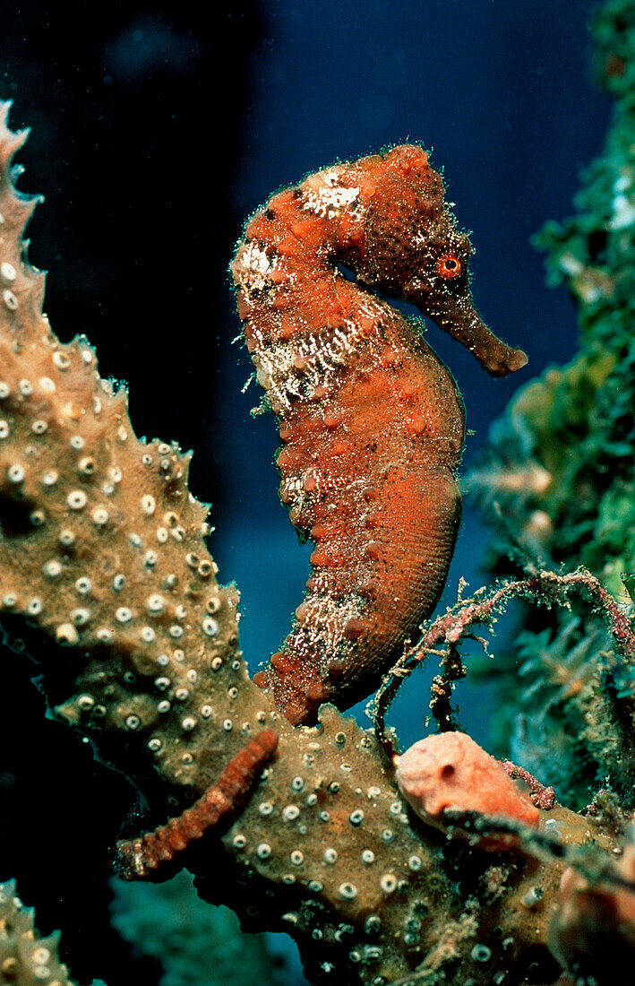 Longsnout Seahorse, Hippocampus reidi, Caribbean Dutch West Indies Island of Saba, Caribbean Sea