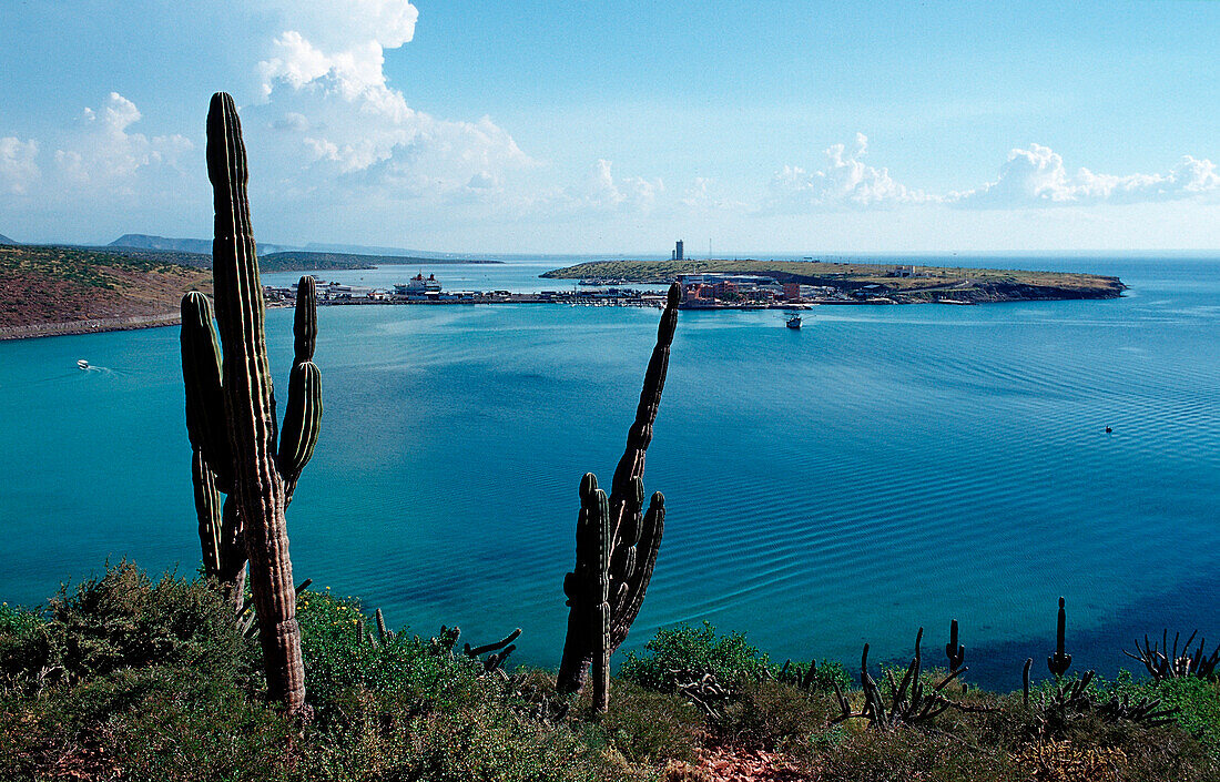 Cardon cactus on coast, Pachycereus pringlei, Mexico, Sea of Cortez, Baja California, La Paz
