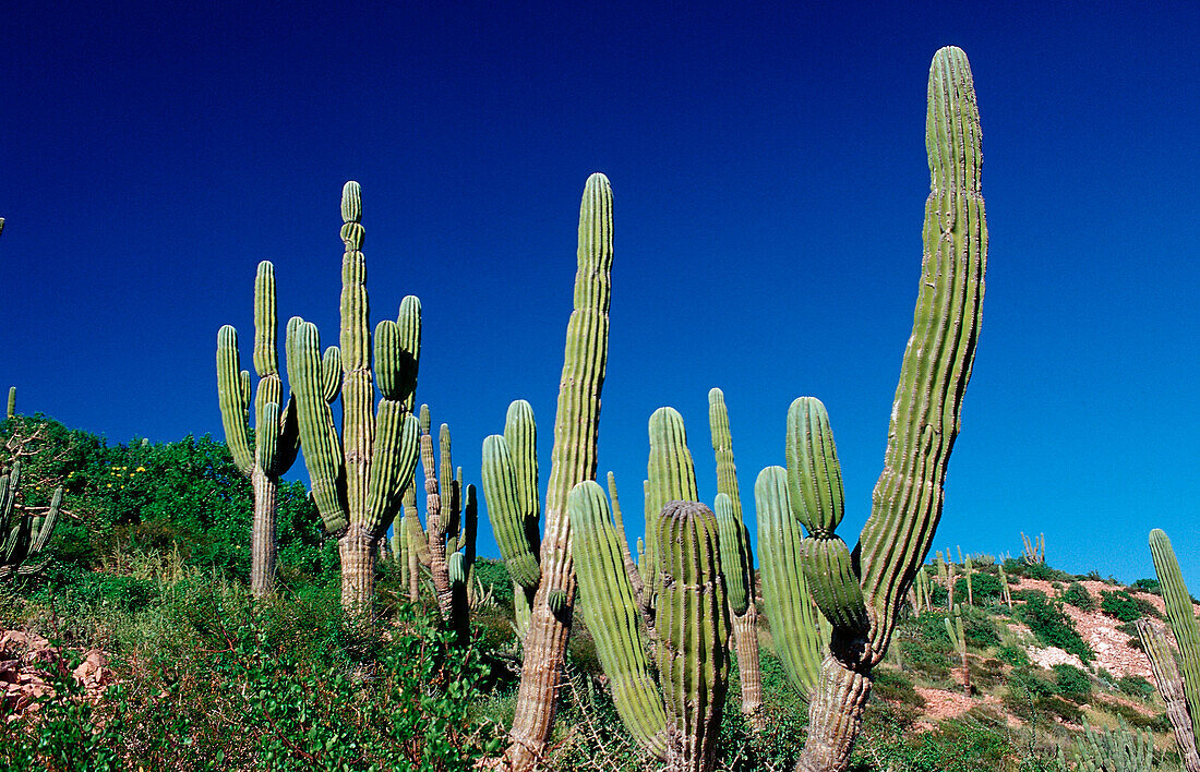 Cardon cactus in desert, Pachycereus pringlei, Mexico, Sea of Cortez, Baja California, La Paz
