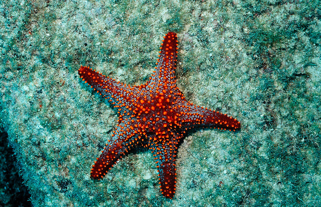 Red starfish, Asteroidea, Mexico, Sea of Cortez, Baja California, La Paz
