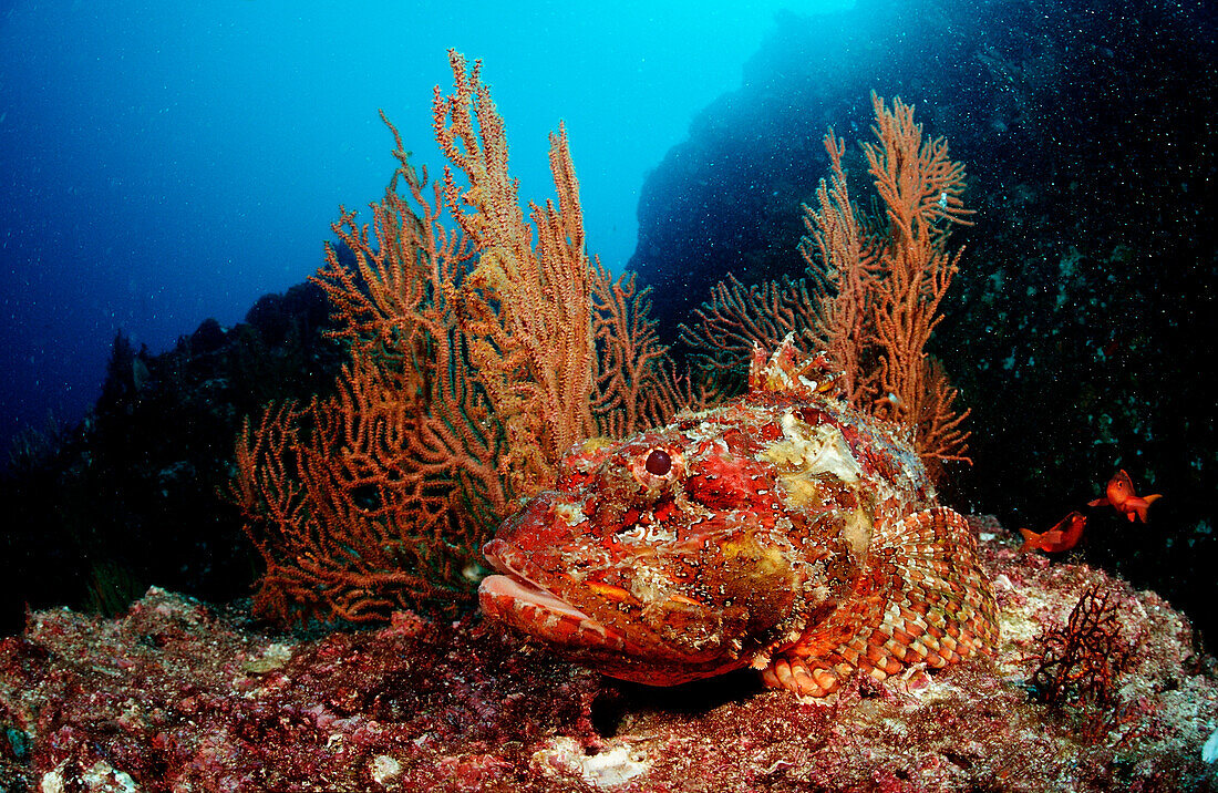 Stone Scorpionfish, Scorpaena plumieri mystes, Mexico, Sea of Cortez, Baja California, La Paz