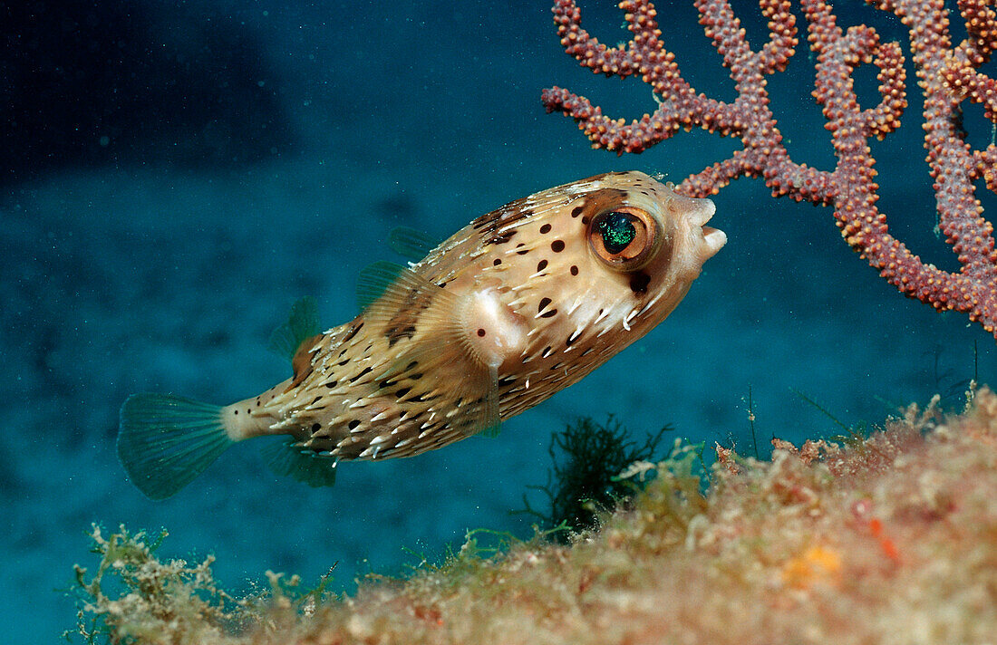 Balloonfish, Diodon holocanthus, Mexico, Sea of Cortez, Baja California, La Paz