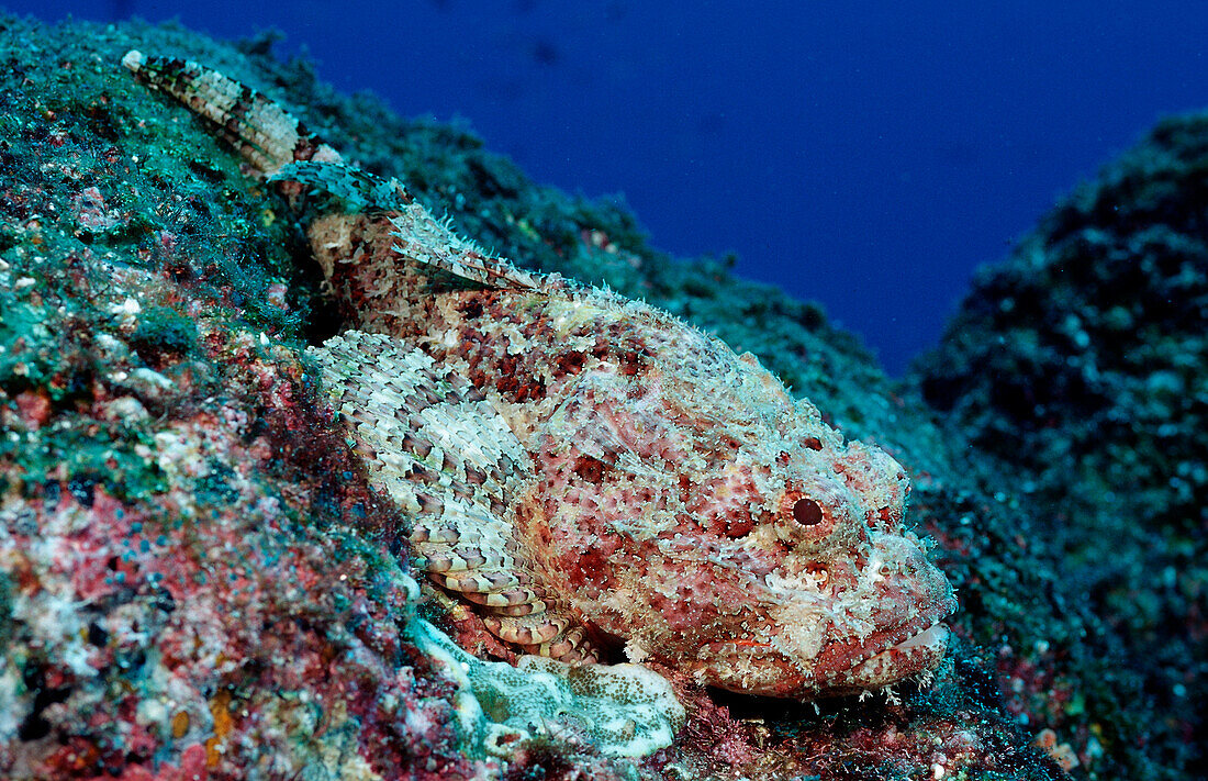 Stone Scorpionfish, Scorpaena plumieri mystes, Mexico, Sea of Cortez, Baja California, La Paz